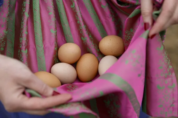 Friss bio tojás a Remény Farm legelőin tartott tyúkoktól